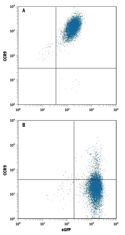 Detection of CCR9 antibody in HEK293 Human Cell Line Transfected with Rat CCR9 and eGFP antibody by Flow Cytometry.