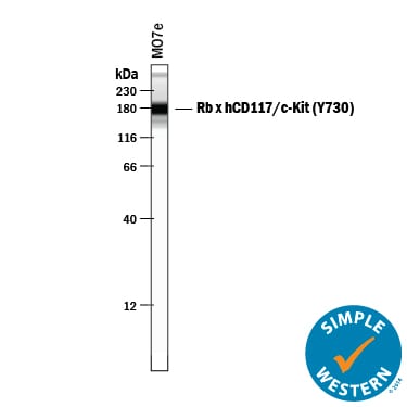 Detection of Human CD117/c-kit antibody by Simple WesternTM.