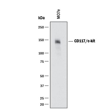 Detection of Human CD117/c-kit antibody by Western Blot.