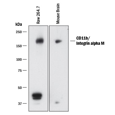 Detection of Mouse CD11b/Integrin alpha M antibody by Western Blot.