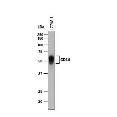 Detection of Mouse CD14 antibody by Western Blot.