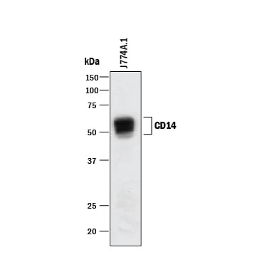 Detection of Mouse CD14 antibody by Western Blot.