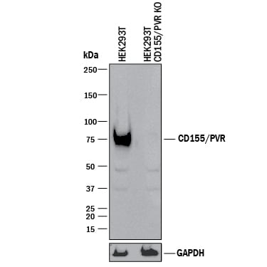 Western Blot Shows Human CD155/PVR Antibody Specificity by Using Knockout Cell Line.