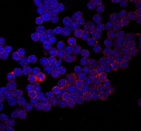 CD155/PVR antibody in Mouse Thymocytes by Immunocytochemistry (ICC).