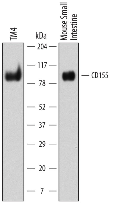 Detection of Mouse CD155/PVR antibody by Western Blot.