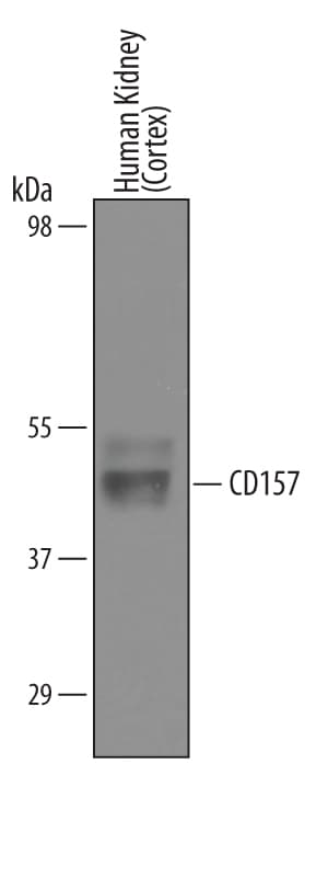 Detection of Human CD157 antibody by Western Blot.