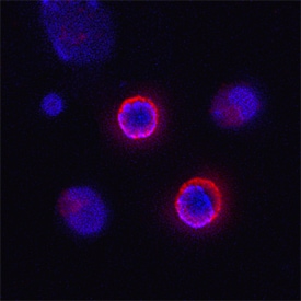 CD160 antibody in Mouse Splenocytes by Immunocytochemistry (ICC).