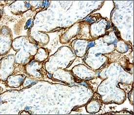 CD200 antibody in Human Placenta by Immunohistochemistry (IHC-P).