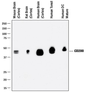 Detection of Human, Mouse, and Rat CD200 antibody by Western Blot.