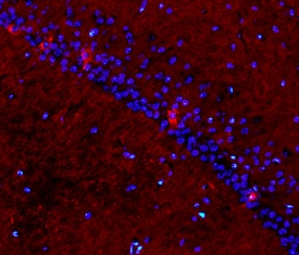 CD200 antibody in Mouse Brain by Immunohistochemistry (IHC-Fr).