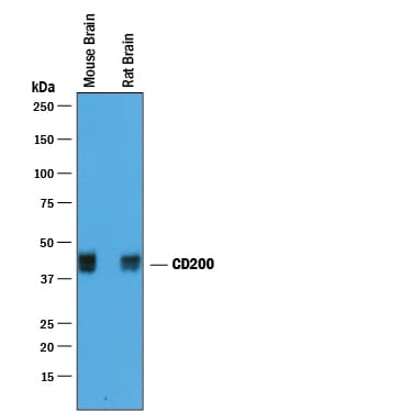 Detection of Mouse and Rat CD200 antibody by Western Blot.