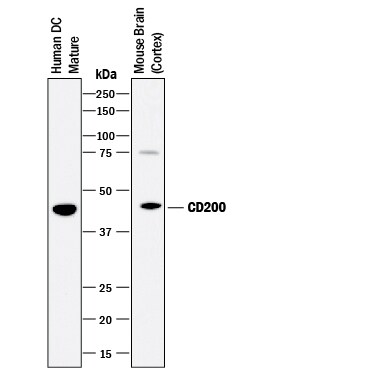 Detection of Human and Mouse CD200 antibody by Western Blot.