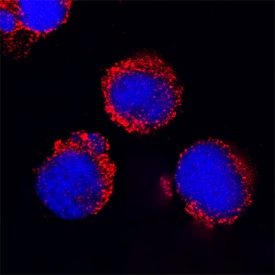 CD200 R1 antibody in Mouse Splenocytes by Immunocytochemistry (ICC).