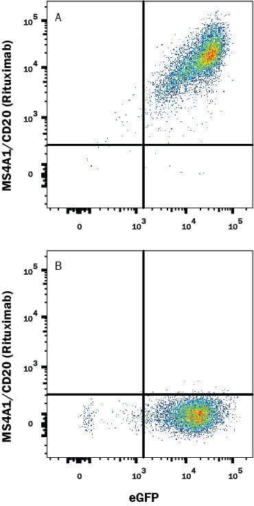 Detection of MS4A1/CD20 antibody in HEK293 Human cell line Transfected with Human MS4A1/CD20 and eGFP antibody by Flow Cytometry.