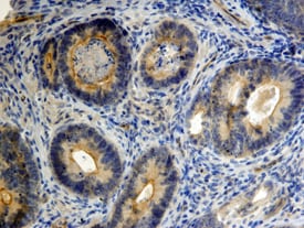 CD24 antibody in Human Colon by Immunohistochemistry (IHC-P).