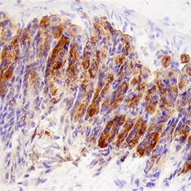 CD24 antibody in Mouse Stomach by Immunohistochemistry (IHC-P).
