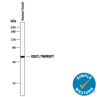 Detection of Human CD27/TNFRSF7 antibody by Simple WesternTM.