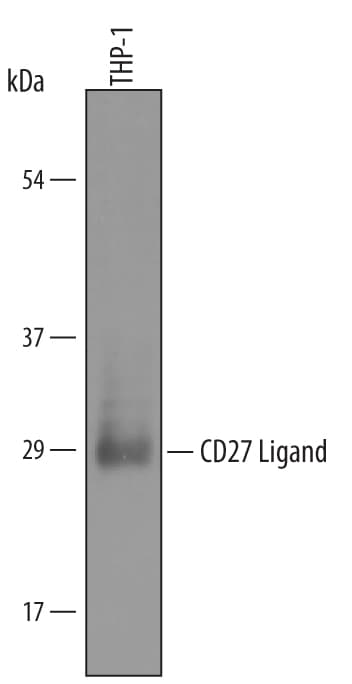 Detection of Human CD27 Ligand/TNFSF7 antibody by Western Blot.