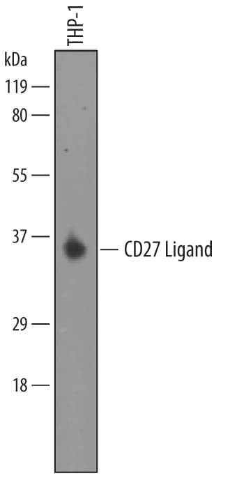 Detection of Human CD27 Ligand/TNFSF7 antibody by Western Blot.
