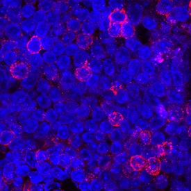 CD27/TNFRSF7 antibody in Mouse Splenocytes by Immunocytochemistry (ICC).
