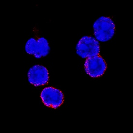 CD27/TNFRSF7 antibody in Mouse Splenocytes by Immunocytochemistry (ICC).
