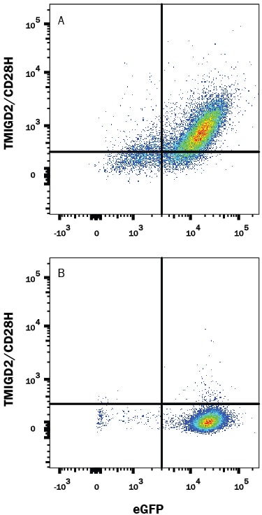 Detection of TMIGD2/CD28H antibody in HEK293 Human Cell Line Transfected with Human TMIGD2/CD28H and eGFP antibody by Flow Cytometry.