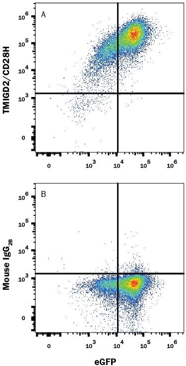 Detection of TMIGD2/CD28H antibody in HEK293 Human Cell Line Transfected with Human TMIGD2/CD28H and eGFP antibody by Flow Cytometry.