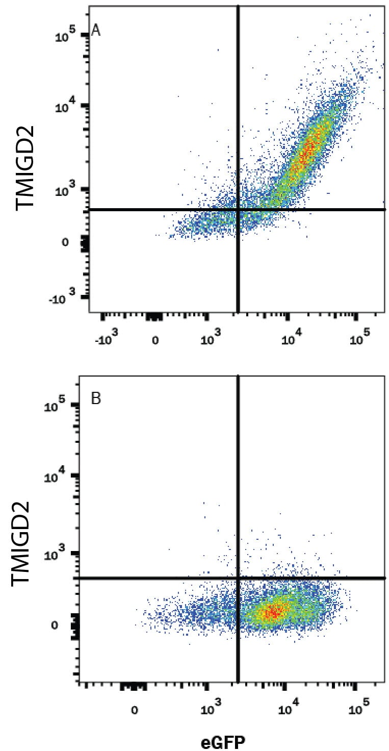 Detection of TMIGD2/CD28H antibody in HEK293 Human Cell Line Transfected with Human CD28L/IGPR-1 and eGFP antibody by Flow Cytometry.