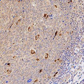 CD28 antibody in Human Tonsil by Immunohistochemistry (IHC-P).