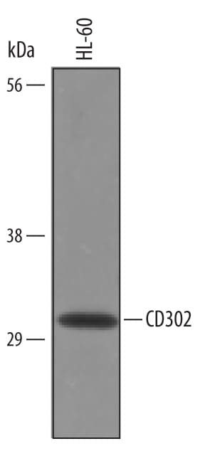 Detection of Human CD302/CLEC13A antibody by Western Blot.