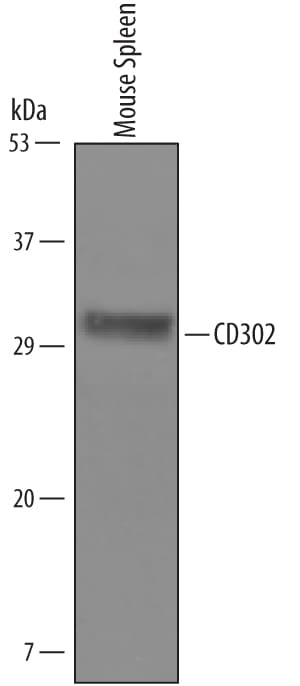 Detection of Mouse CD302/CLEC13A antibody by Western Blot.