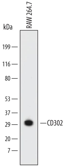 Detection of Mouse CD302/CLEC13A antibody by Western Blot.