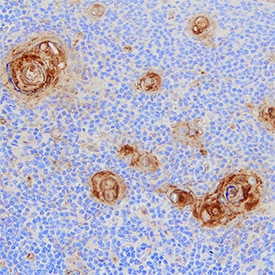 CD30 Ligand/TNFSF8 antibody in Human Thymus by Immunohistochemistry (IHC-P).