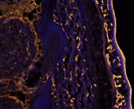 CD31/PECAM-1 antibody in Mouse Embryo by Immunohistochemistry (IHC-Fr).