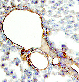 CD34 antibody in Rat Liver by Immunohistochemistry (IHC-Fr).