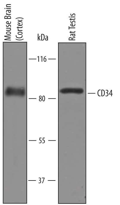 Detection of Mouse and Rat CD34 antibody by Western Blot.