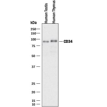 Detection of Human CD34 antibody by Western Blot.