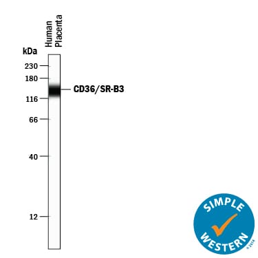 Detection of Human CD36/SR-B3 antibody by Simple WesternTM.