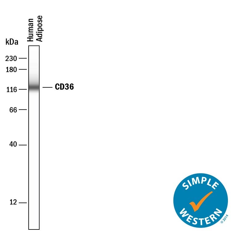 Detection of Human CD36/SR-B3 antibody by Simple WesternTM.