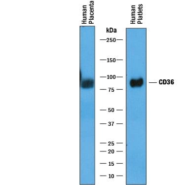 Detection of Human CD36/SR‑B3 antibody by Western Blot.