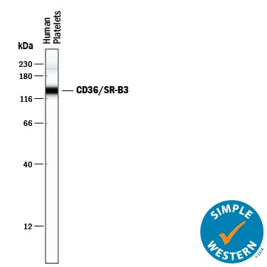 Detection of Human CD36/SR‑B3 antibody by Simple WesternTM.
