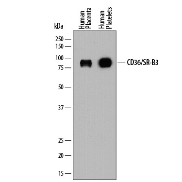 Detection of Human CD36/SR-B3 antibody by Western Blot.