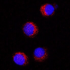 CD36/SR-B3 antibody in U937 Human Cell Line by Immunocytochemistry (ICC).