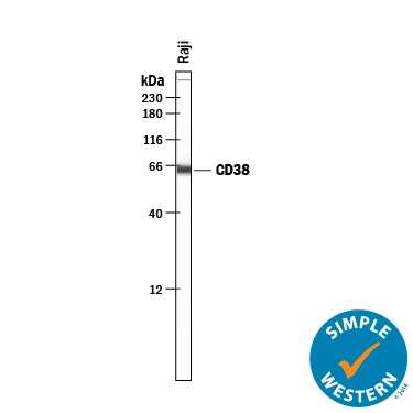 Detection of Human CD38 antibody by Simple WesternTM.
