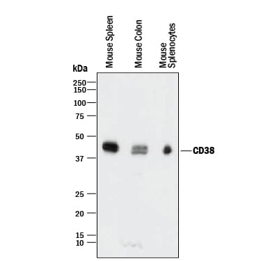 Detection of Mouse CD38 antibody by Western Blot.