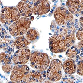 CD39L3/ENTPD3 antibody in Human Salivary Gland by Immunohistochemistry (IHC-P).