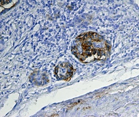 CD39L3/ENTPD3 antibody in Human Pancreas by Immunohistochemistry (IHC-P).