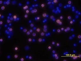 CD3 antibody in Mouse Splenocytes by Immunocytochemistry (ICC).