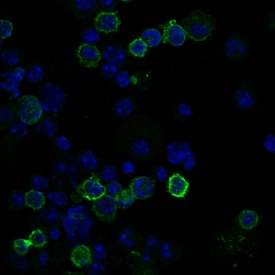 Mouse CD3 Alexa Fluor® 488‑conjugated Antibody FAB4841G: R&D Systems