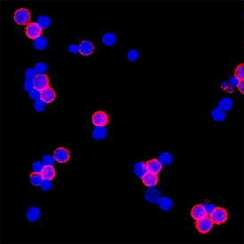 CD3 antibody in Mouse Splenocytes by Immunocytochemistry (ICC).